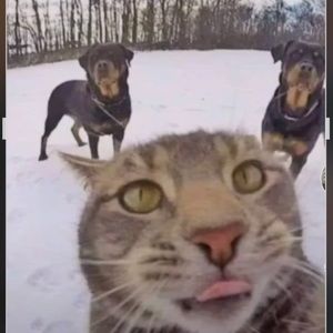 Meet your Posher, Daisy